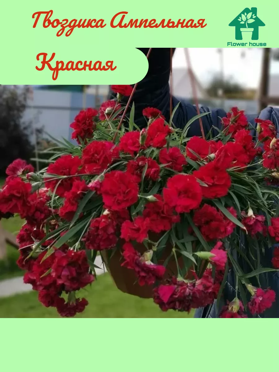 Гвоздика ампельная красная Flower House 219046341 купить в  интернет-магазине Wildberries