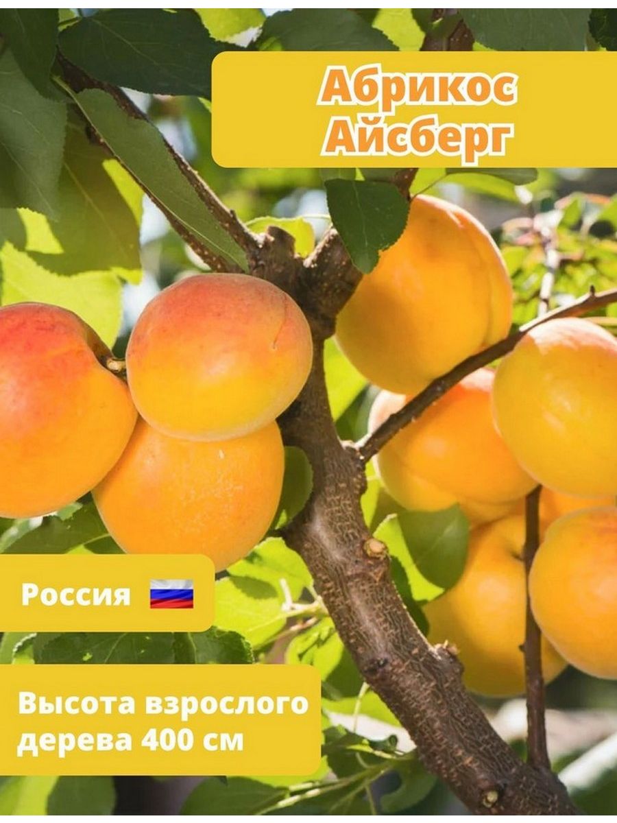 Абрикос Айсберг. Абрикос монастырский. Абрикос Айсберг фото. Абрикос Айсберг описание сорта фото.