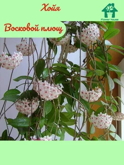 Хойя (Восковой плющ) Flower House 219105457 купить за 819 ₽ в интернет-магазине Wildberries