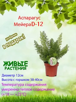 Аспарагус Мейера d12 Это наш сад 219182069 купить за 1 533 ₽ в интернет-магазине Wildberries