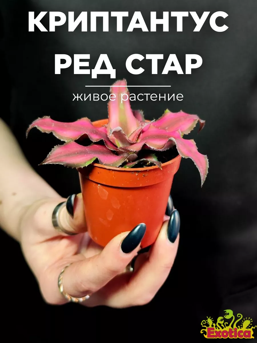 Криптантус Ред Стар (Cryptanthus Red Star) D5см Exotica 219230254 купить за 578 ₽ в интернет-магазине Wildberries