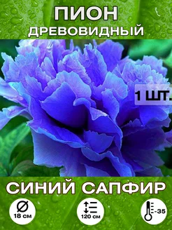 Пион саженец, корневище Синий сапфир Magic Garden 219233853 купить за 673 ₽ в интернет-магазине Wildberries