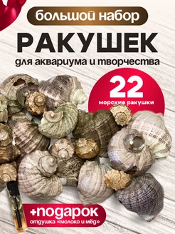 Морские ракушки для декора аквариумов, 22 шт