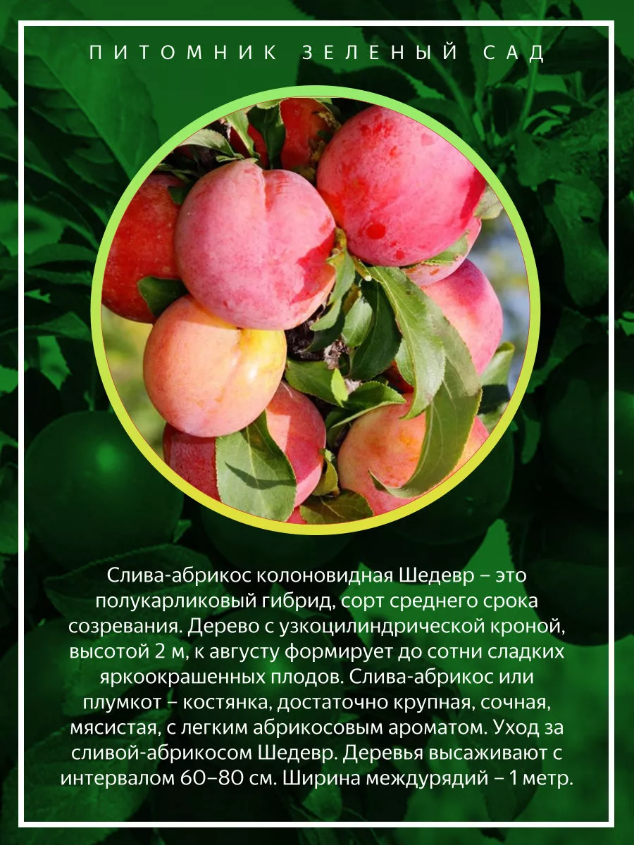 Слива То Че Сан Где Купить