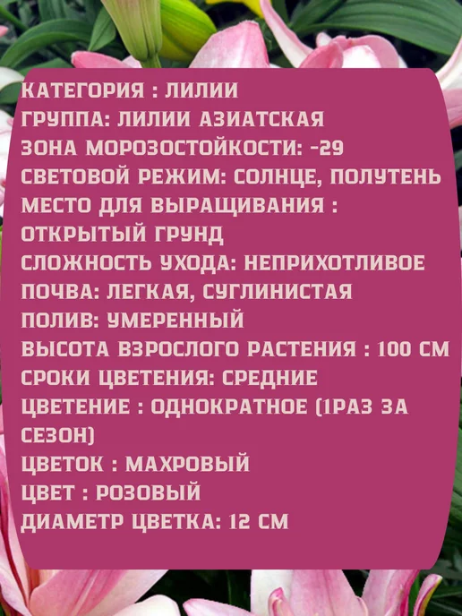 Царь сад Лилия тигровая Лилия махровая, бежевый, фото 2