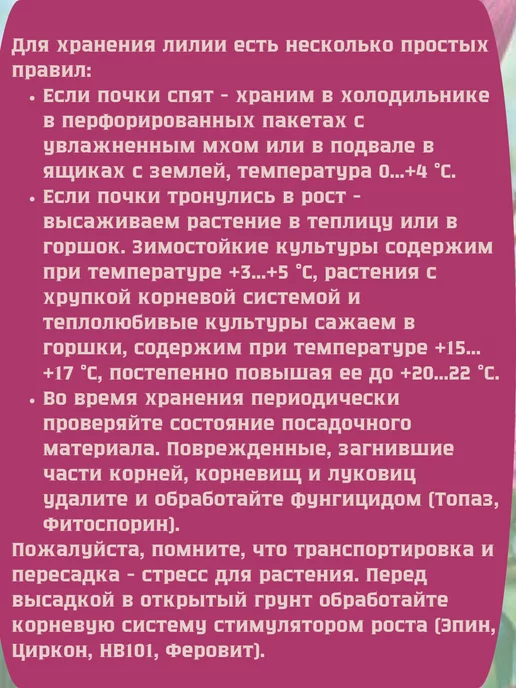 Царь сад Лилия тигровая Лилия махровая, бежевый, фото 4