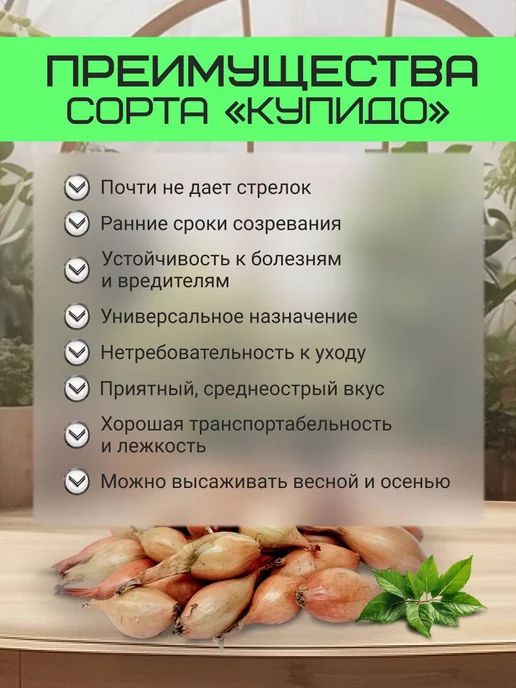 Лук на посадку осенью "Купидо"0.5кг и "Ред Барон"0.5 кг, 500 г, 500 г, фото 2