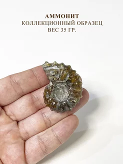 Коллекционный образец Аммонит натуральный камень Only Stones 219478325 купить за 1 135 ₽ в интернет-магазине Wildberries