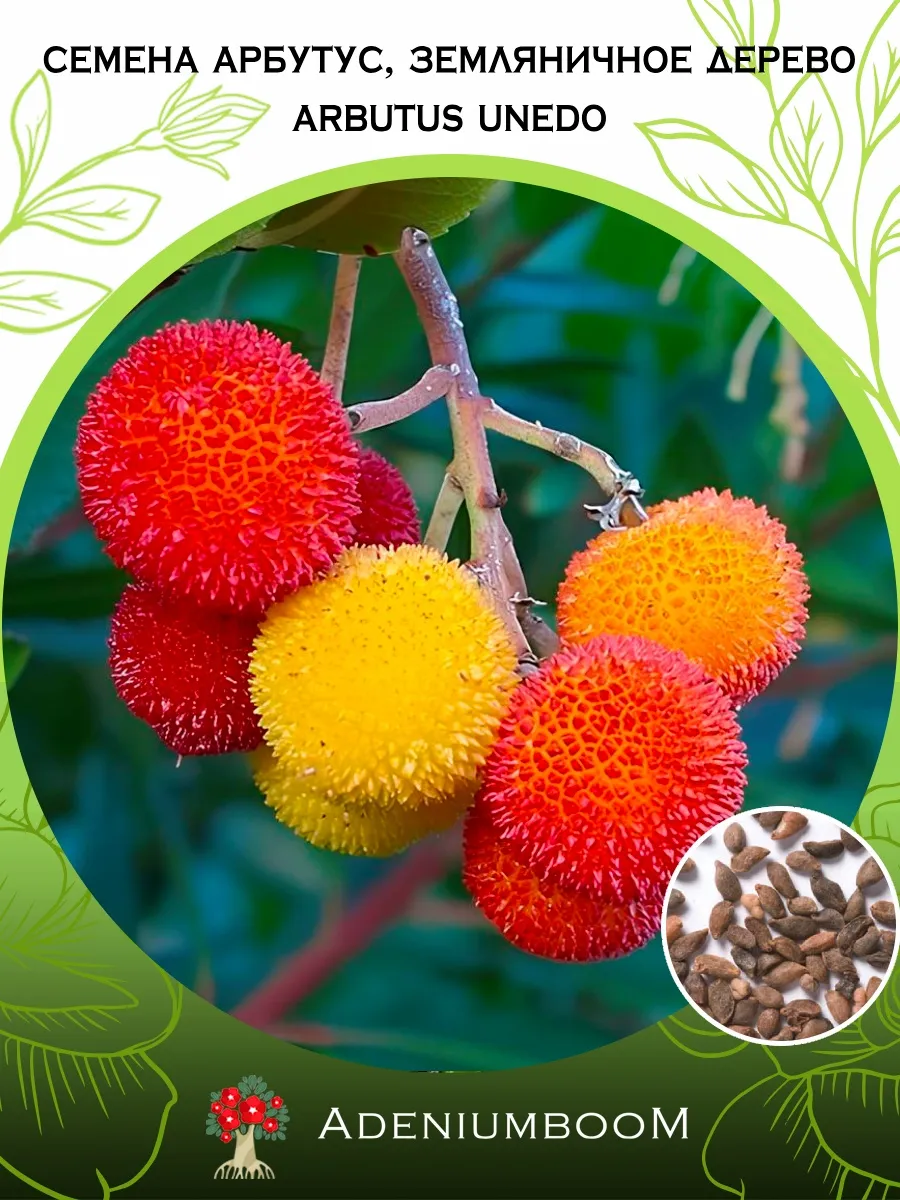 Семена Арбутус, Земляничное дерево (2 шт.) Arbutus Unedo
