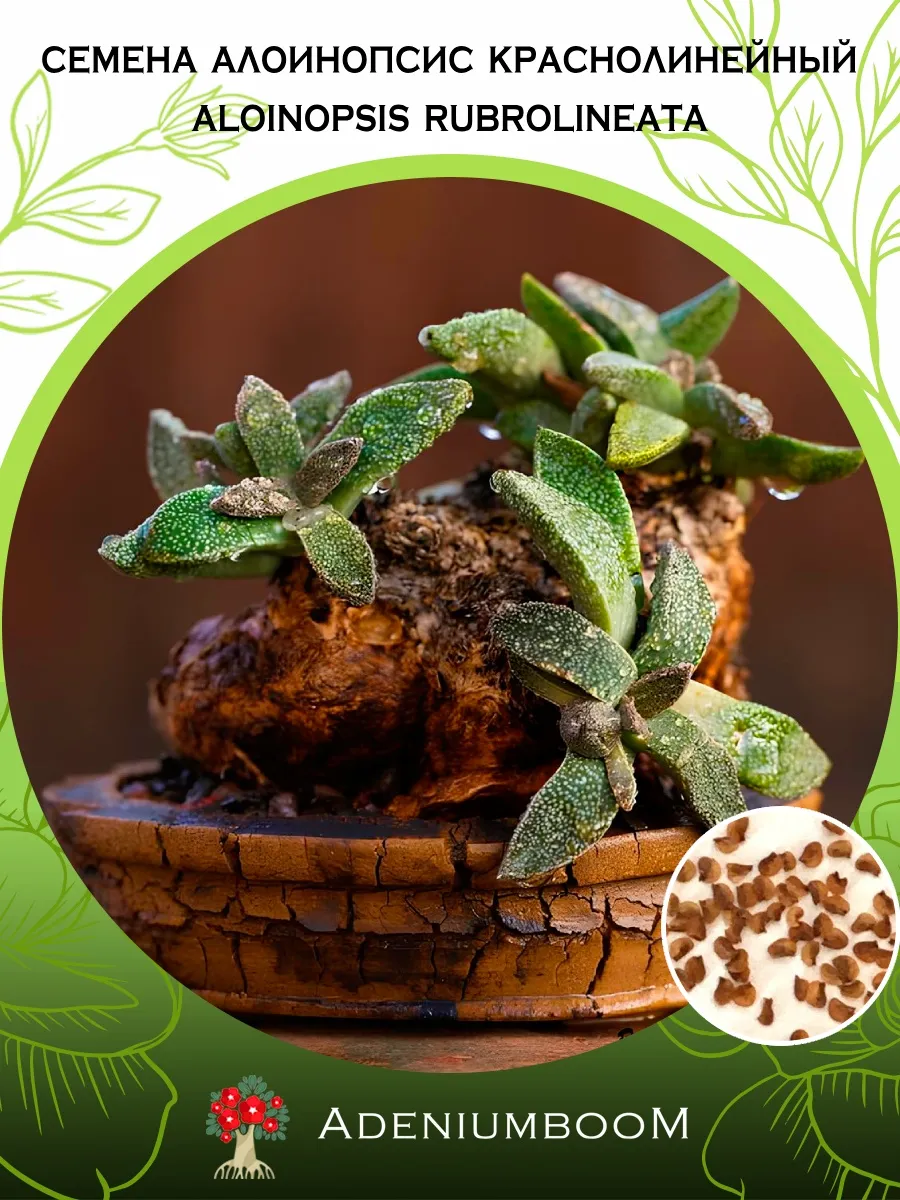 Семена Алоинопсис Краснолинейный (5 шт.) / Aloinopsis Rubrol