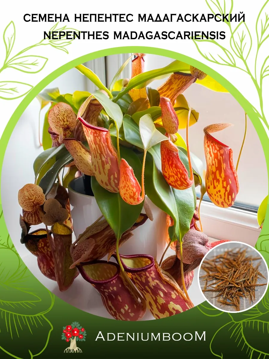 Семена Непентес Мадагаскарский (5 шт.) Nepenthes