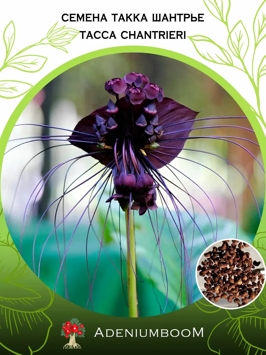 Семена Такка Шантрье (5 шт.) / Tacca Chantrieri