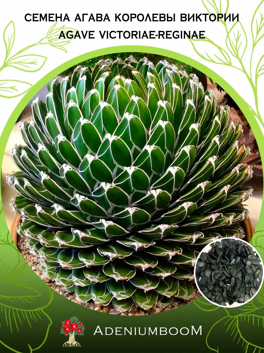 Семена Агава Королевы Виктории (5 шт.) / Agave Victoriae