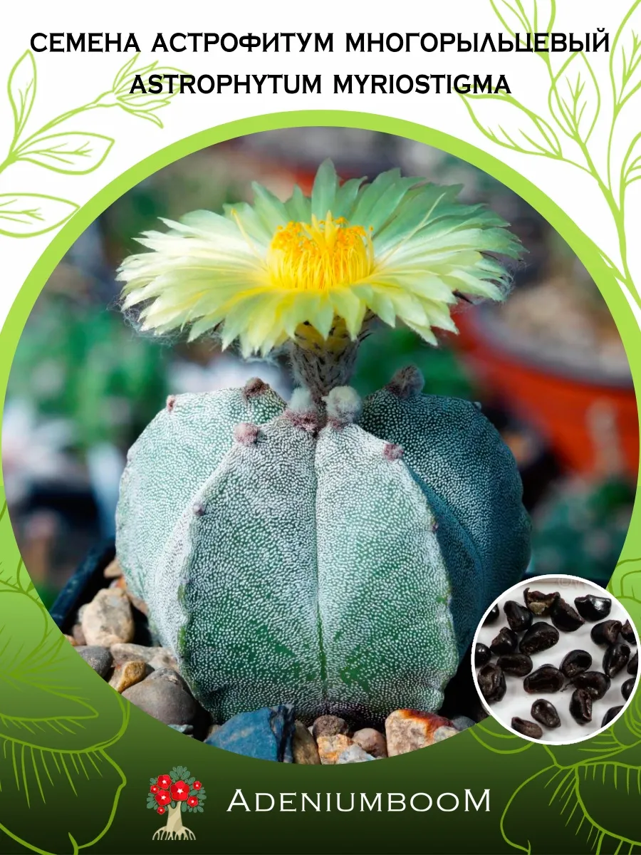 Семена Астрофитум Многорыльцевый (5 шт.) / Astrophytum