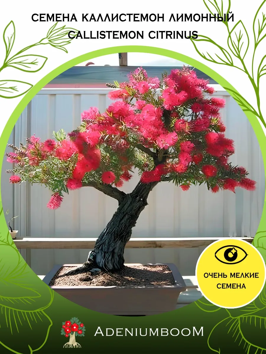Семена Каллистемон Лимонный (10 шт.) Callistemon Citrinus