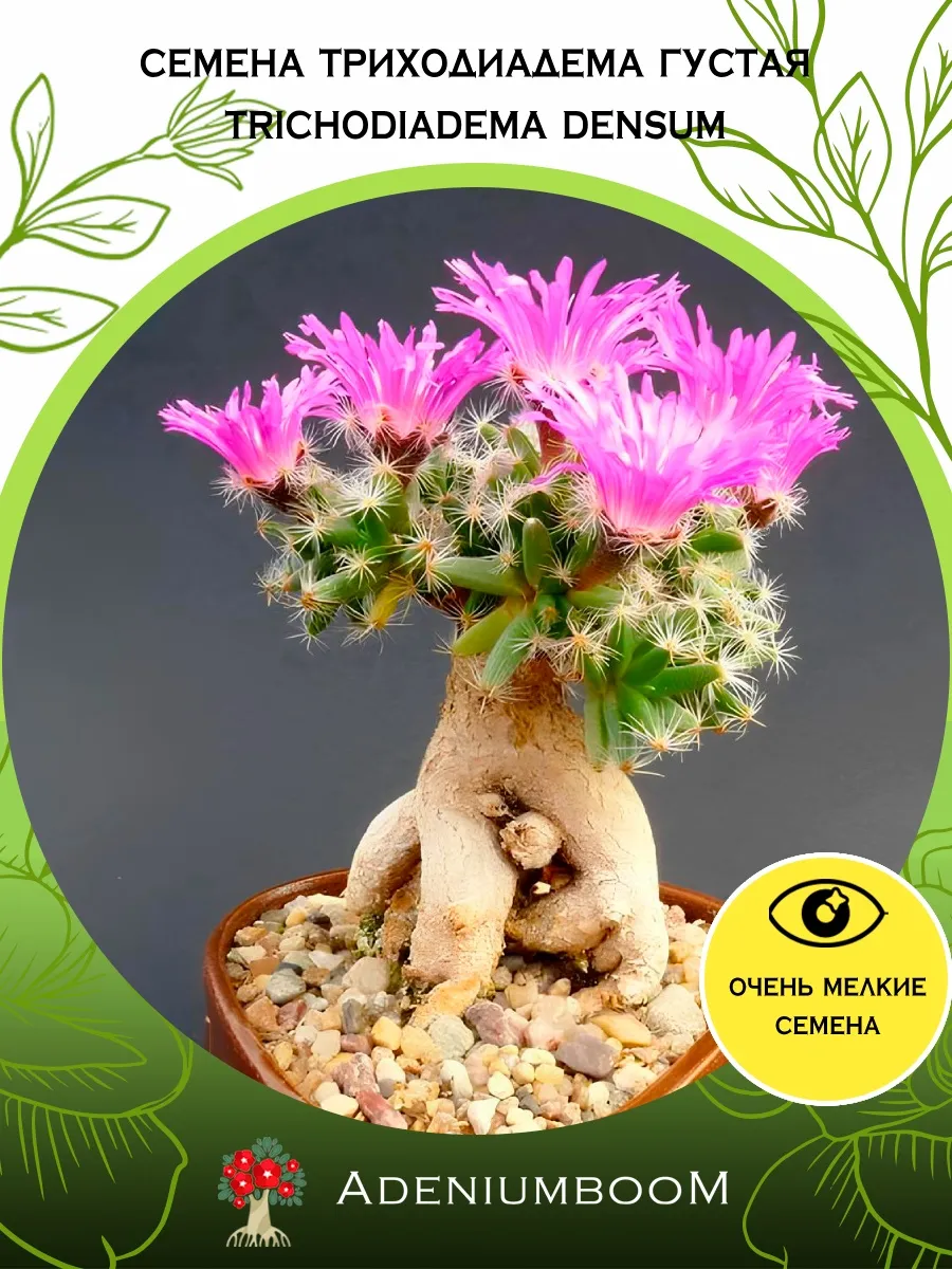 Семена Триходиадема Густая (5 шт.) Trichodiadema Densum
