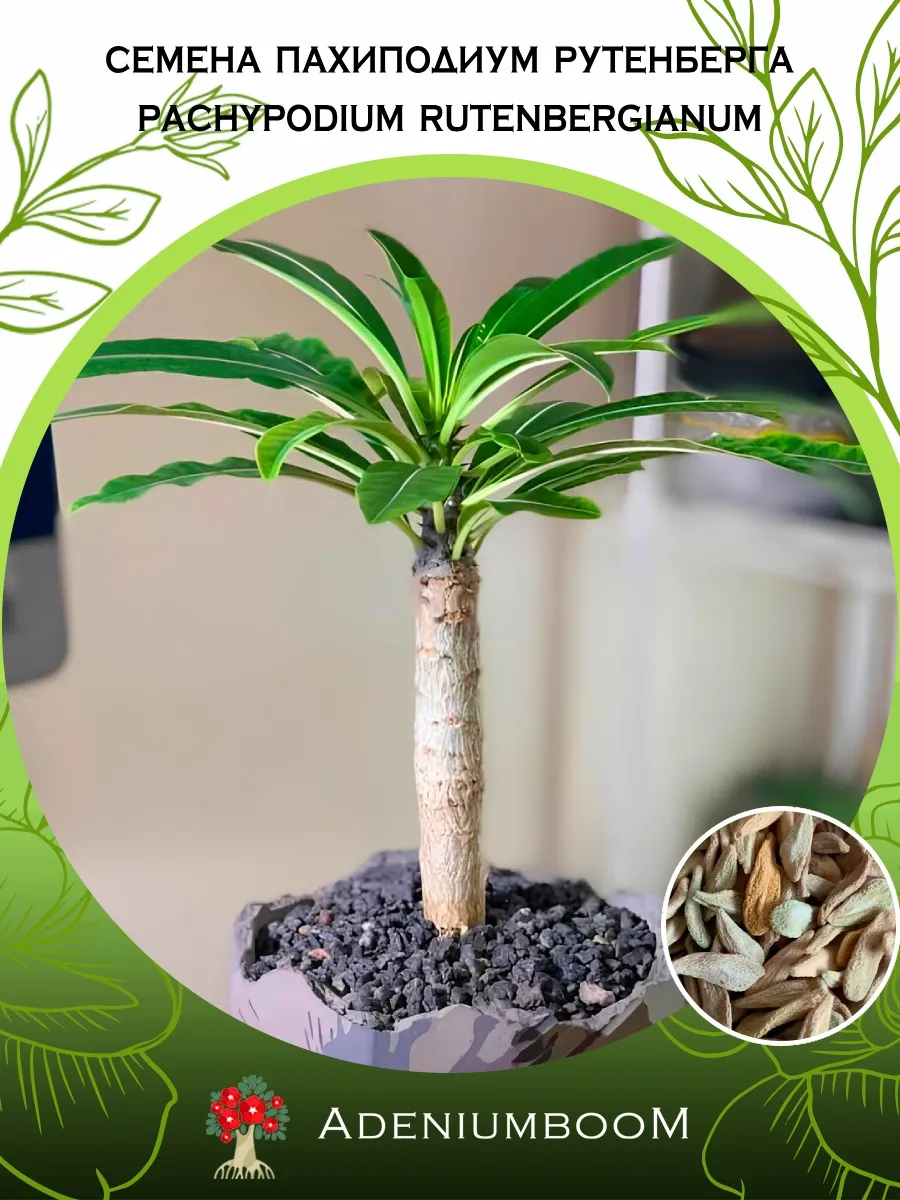 Семена Пахиподиум Рутенберга (2 шт.) / Pachypodium Rutenberg