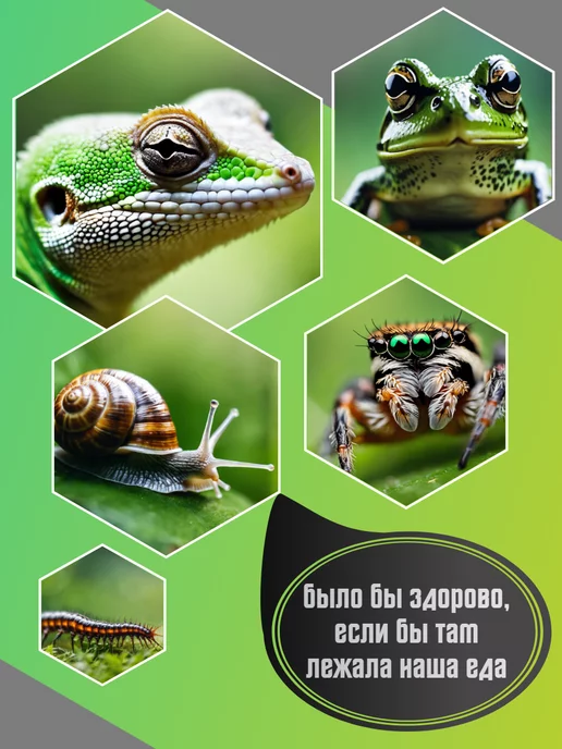 AquaTerra Кормушка для рептилий и насекомых, коричневый, фото 8