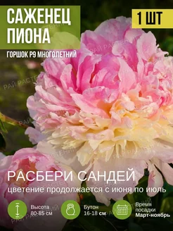 Пионы Саженцы Рай растений 219900789 купить за 385 ₽ в интернет-магазине Wildberries