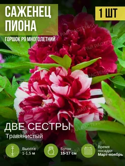 Пионы Саженцы Рай растений 219900790 купить за 385 ₽ в интернет-магазине Wildberries