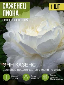 Пионы Саженцы Рай растений 219900791 купить за 385 ₽ в интернет-магазине Wildberries