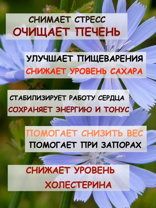 Дерево Любви Цикорий корень натуральный, в упаковке 110 г, фото 3