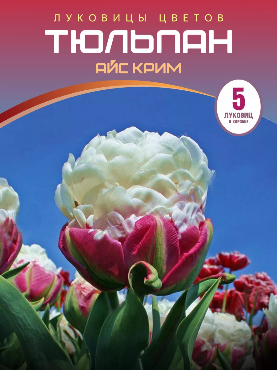 Тюльпан Айс Крим Питомник саженцев Зеленый Сад 219978174 купить за 729 ₽ в  интернет-магазине Wildberries