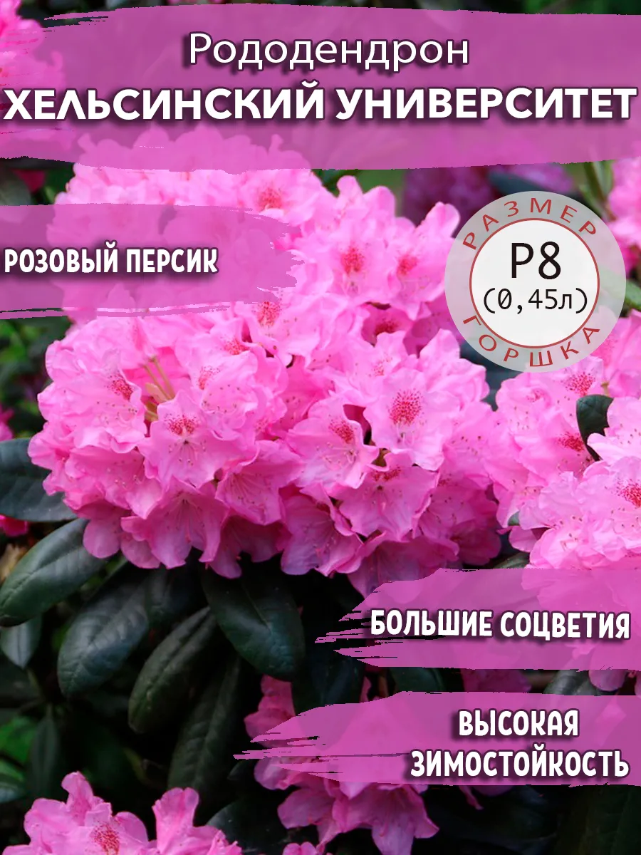 Рододендрон гибридный...