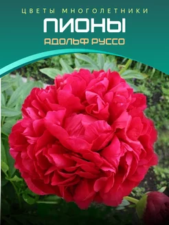 Пион Адольф Руссо Питомник саженцев Зеленый Сад 220122145 купить за 511 ₽ в интернет-магазине Wildberries