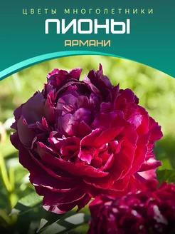 Пион Армани Питомник саженцев Зеленый Сад 220122306 купить за 453 ₽ в интернет-магазине Wildberries