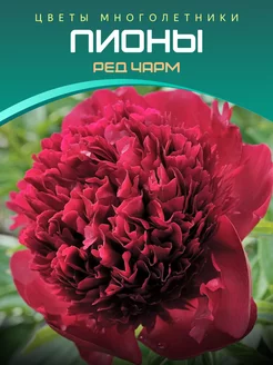 Пион Ред Чарм Питомник саженцев Зеленый Сад 220124267 купить за 466 ₽ в интернет-магазине Wildberries