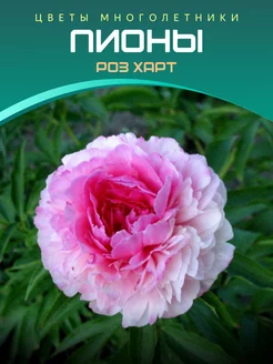 Пион Роз Харт Питомник саженцев Зеленый Сад 220125820 купить за 466 ₽ в интернет-магазине Wildberries