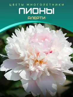 Пион Алерти Питомник саженцев Зеленый Сад 220126350 купить за 459 ₽ в интернет-магазине Wildberries