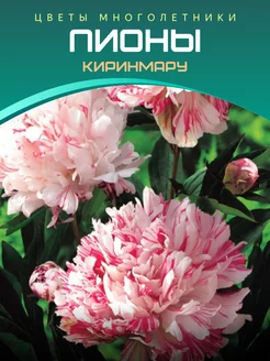 Пион Киринмару Питомник саженцев Зеленый Сад 220127083 купить за 523 ₽ в интернет-магазине Wildberries