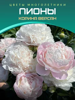 Пион Корина Версан Питомник саженцев Зеленый Сад 220127320 купить за 466 ₽ в интернет-магазине Wildberries