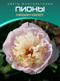 Пион Мадам Калот Питомник саженцев Зеленый Сад 220127602 купить за 466 ₽ в интернет-магазине Wildberries