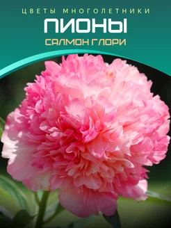 Пион Салмон Глори Питомник саженцев Зеленый Сад 220127920 купить за 523 ₽ в интернет-магазине Wildberries