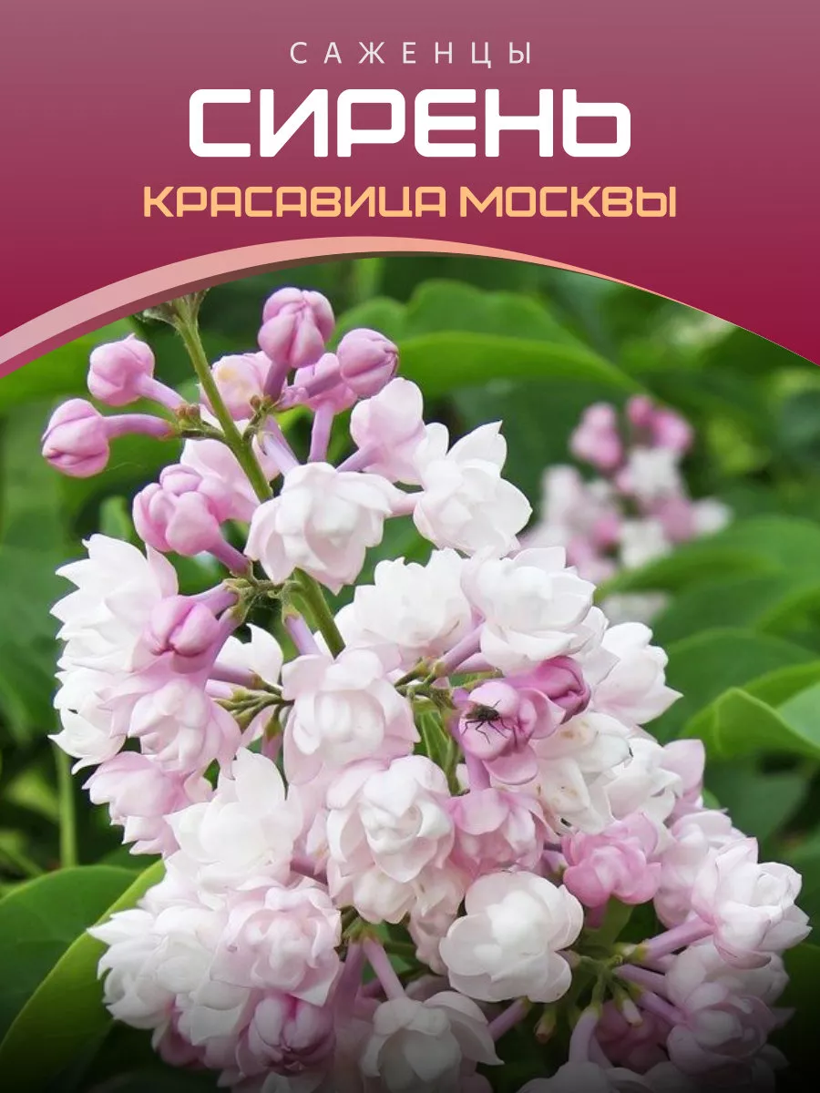 Сирень Красавица Москвы