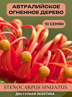 Австралийское огненное дерево. Семена 10шт