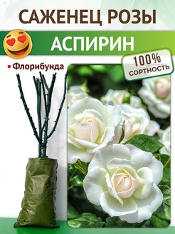 Саженцы, неприхотливая роза флорибунда Аспирин Питомник растений Русь 220933346 купить за 450 ₽ в интернет‑магазине Wildberries