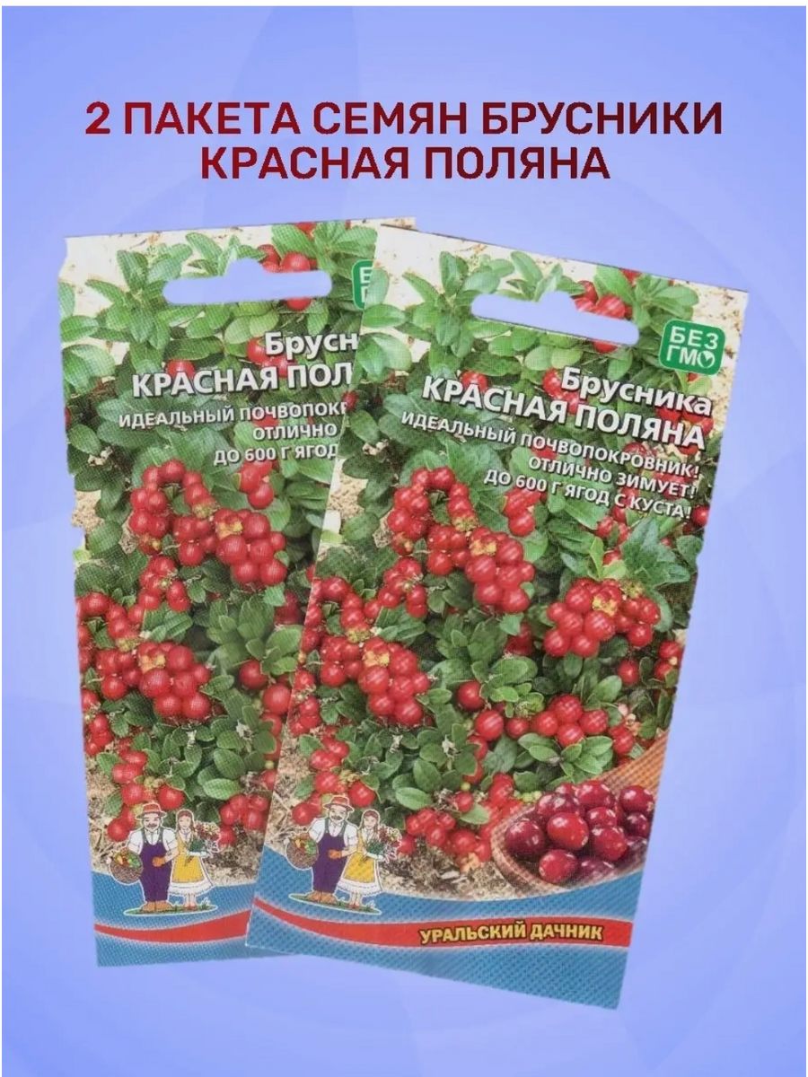 Семена брусники. Брусника и красная смородина отличия. Брусника из семян. Брусничный красный.