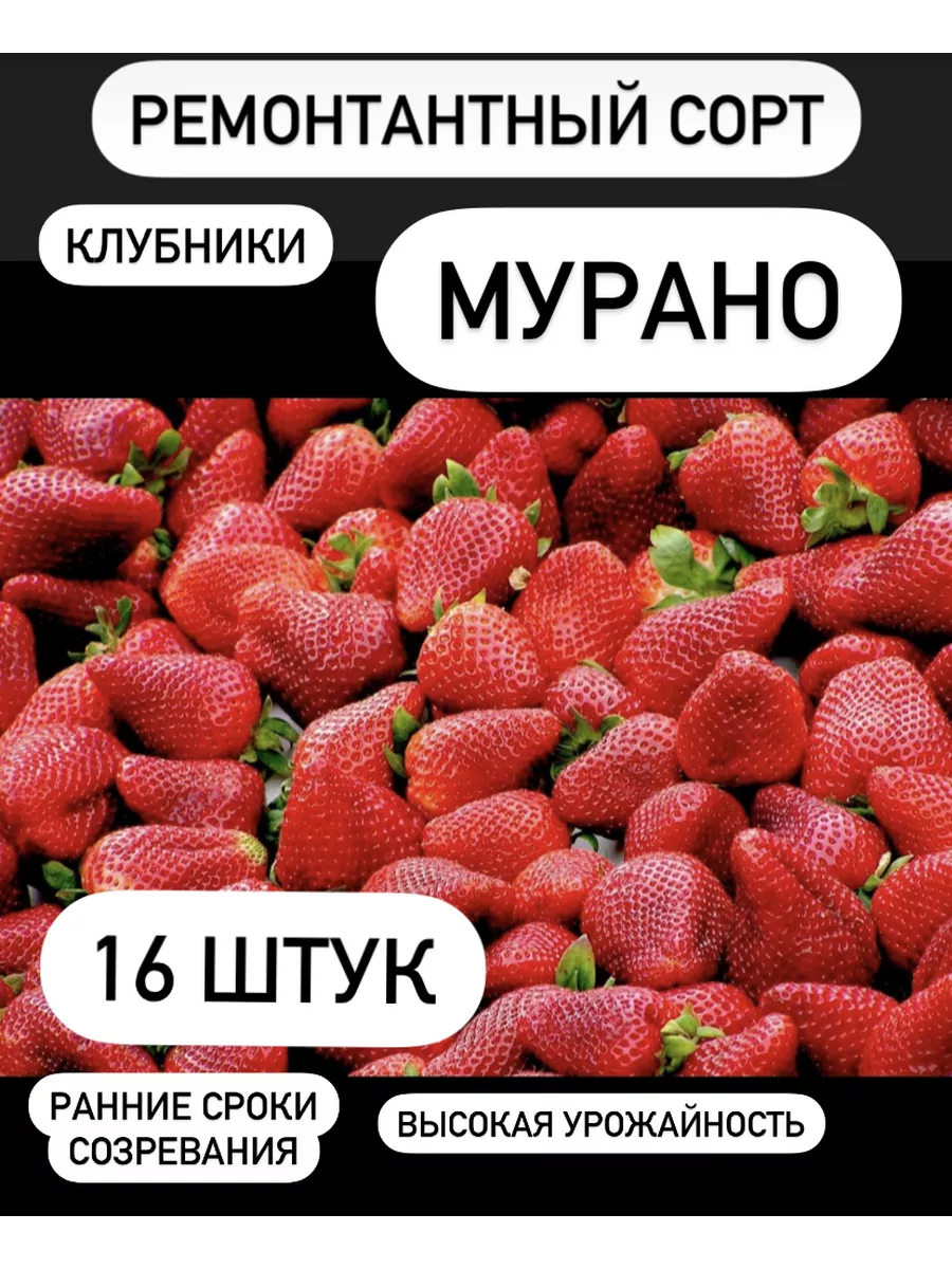 Саженцы Клубники Рассада Сорт Мурано 16 шт 221023684 купить за 744 ₽ в  интернет-магазине Wildberries