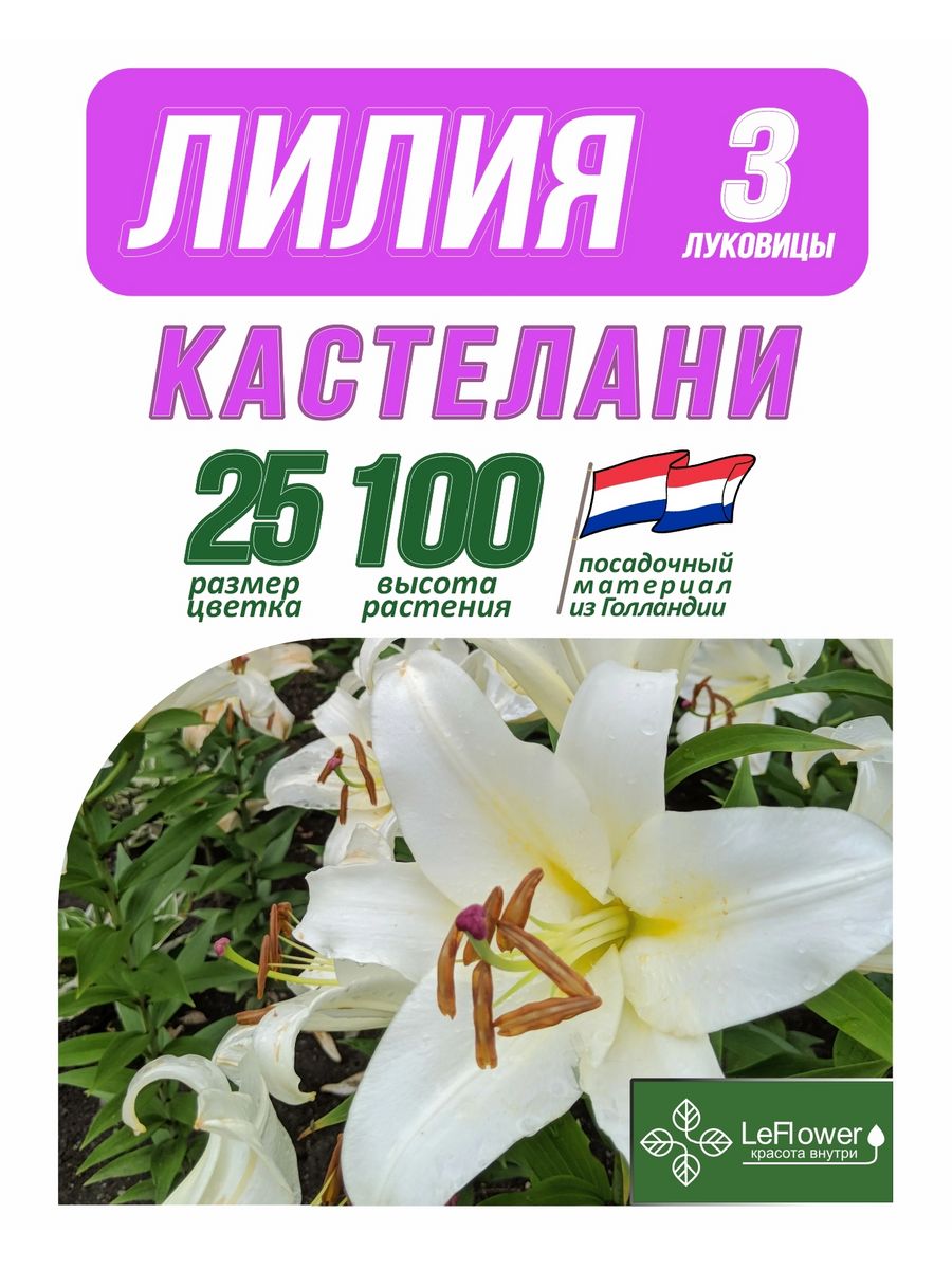 Кастелани