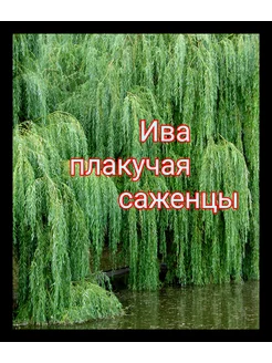 Ива плакучая, саженцы Радость Бахчисарая 221150121 купить за 270 ₽ в интернет-магазине Wildberries