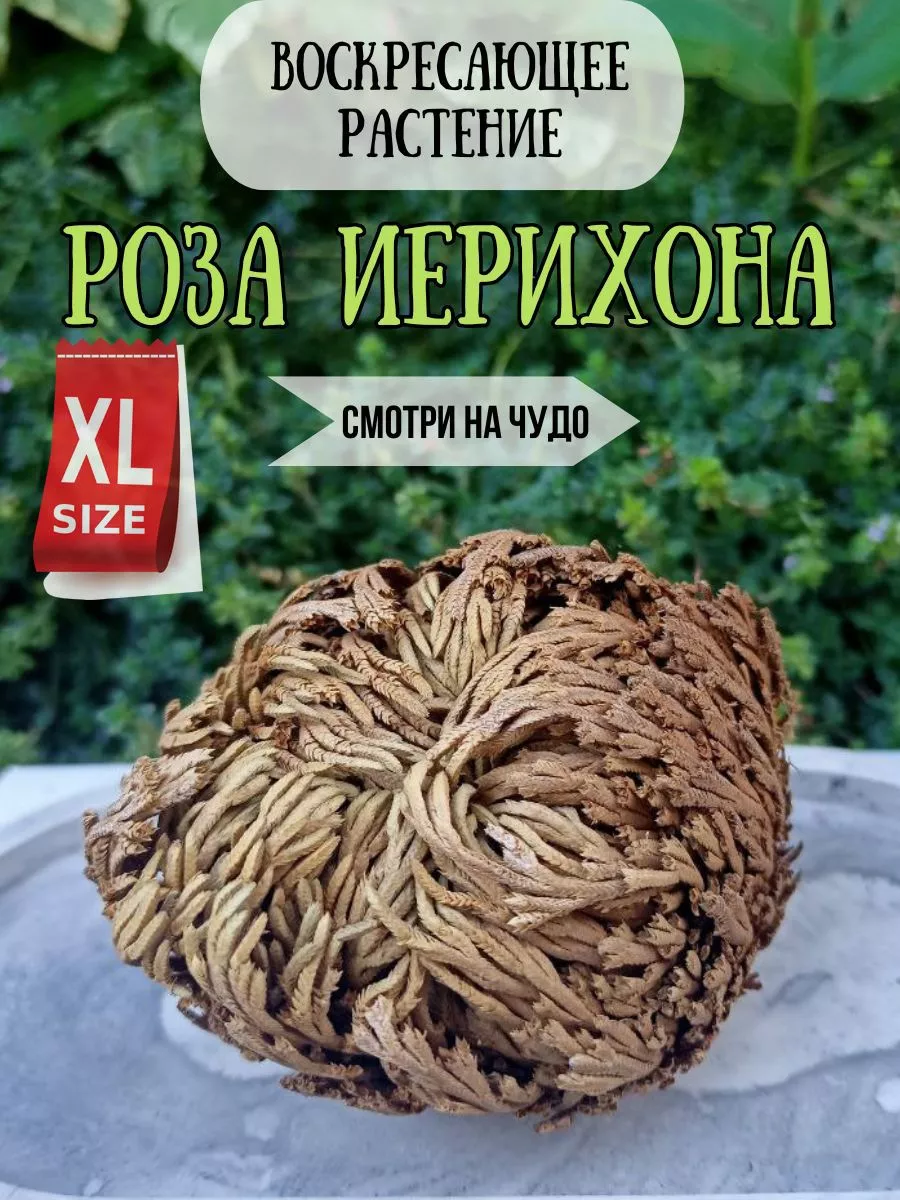 Роза Иерихона, Живое комнатное растение, Селагинелла. ЛИСИЙ ДОМ 221150146  купить за 842 ₽ в интернет-магазине Wildberries