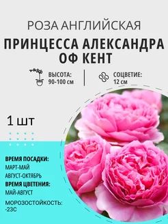 Роза английская Принцесса Александра Оф Кент, саженец Цветочная Птичка 221204700 купить за 299 ₽ в интернет-магазине Wildberries