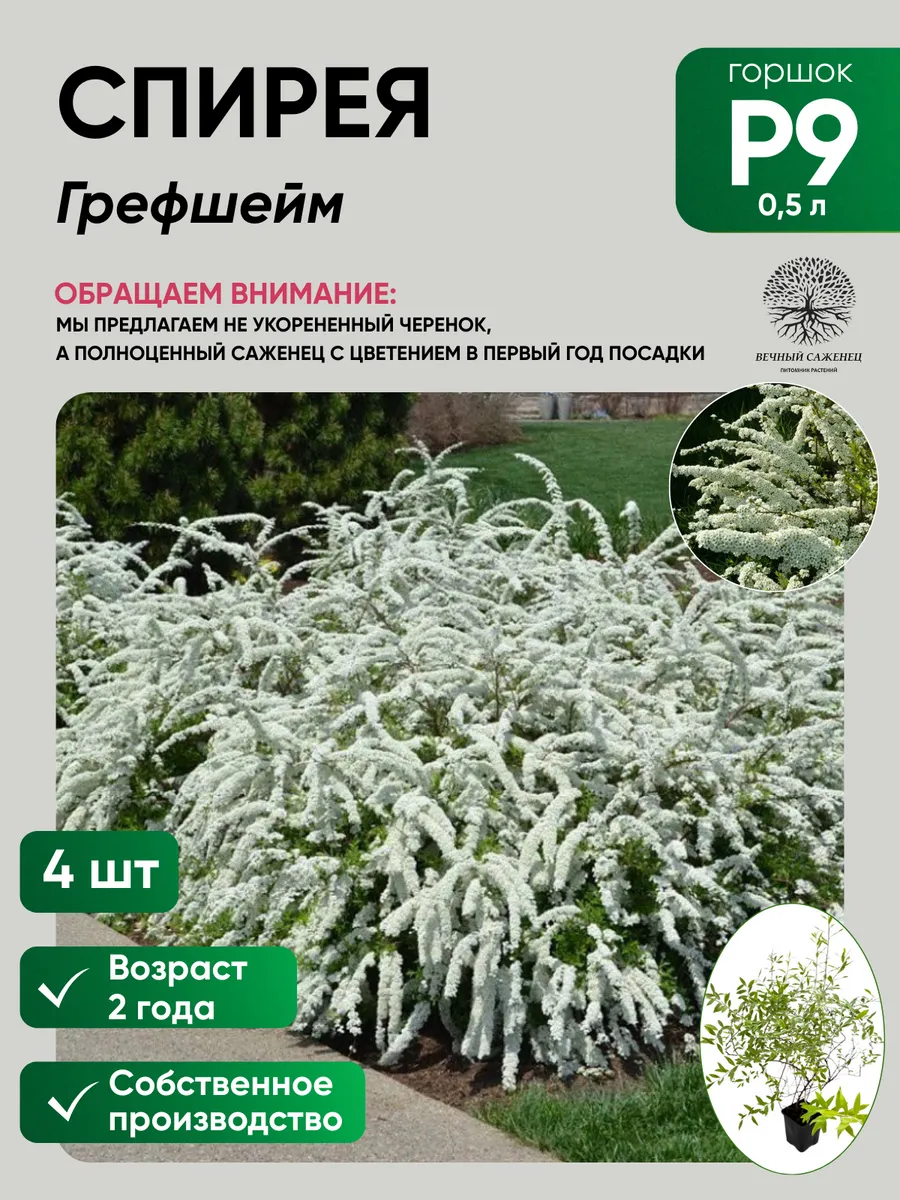 Спирея серая Грефшейм 4 шт.
