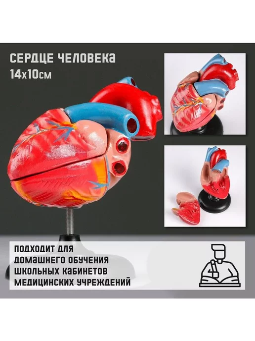 Развивающие игрушки для детей Макет "Сердце человека", наглядный материал по анатомии, вариант, фото 2