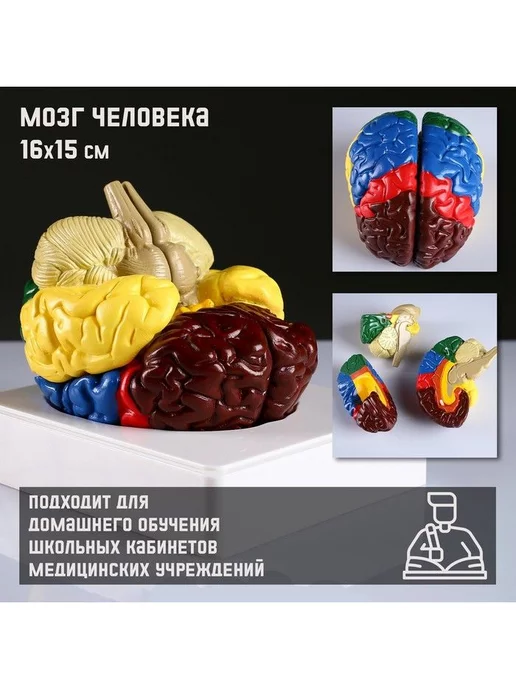Развивающие игрушки для детей Макет "Мозг человека", наглядный материал, 16 х 15 см, 16x15 см, фото 2