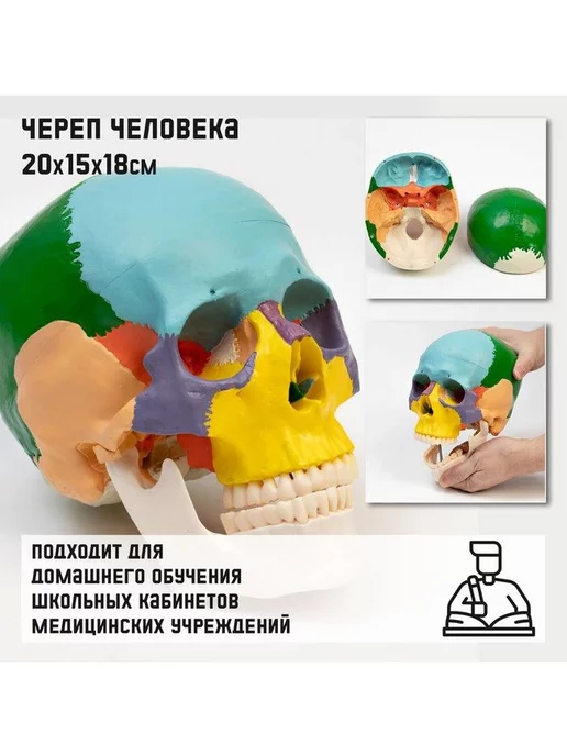 Развивающие игрушки для детей Макет "Череп человека", наглядный материал, 20х15х18 см, 15x18 см, фото 2